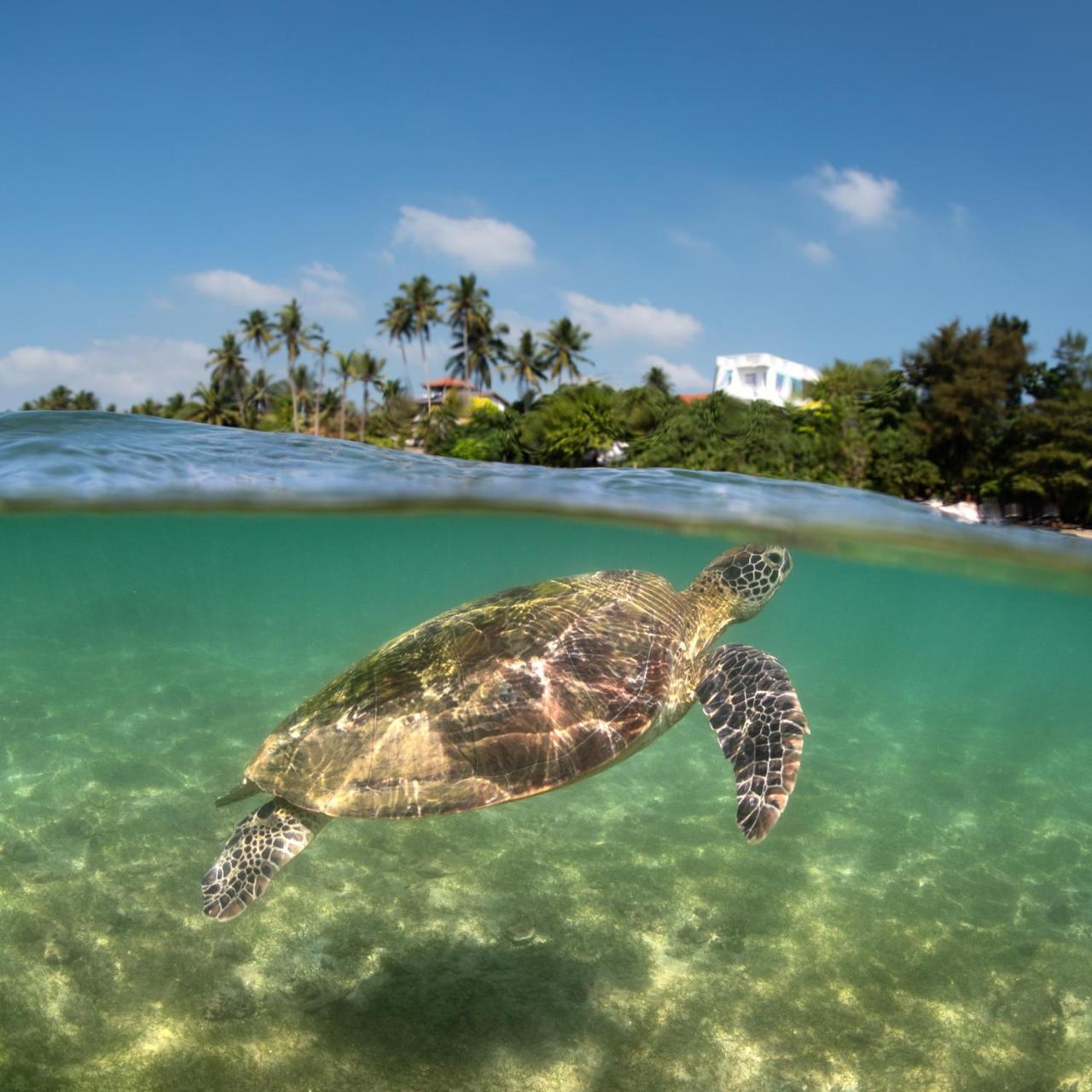 Hotel Beach Paradise Matara Zewnętrze zdjęcie